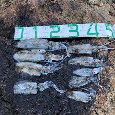 2020 佐渡ヶ島エギング 25回目